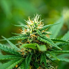 Close-up cannabis bud