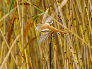 Bearded Reedling in flight over reeds, Hjälstaviken