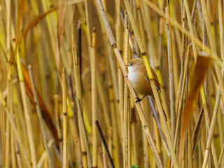 Bearded Reedling in reeds, Hjälstaviken