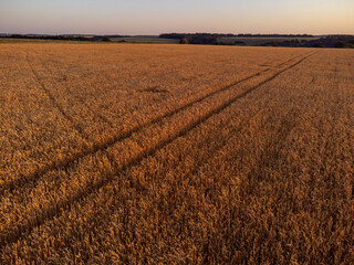 Golden summer wheat field look down, farmland patterns and soft natural textures