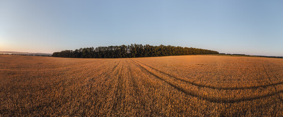 Wheat field panorama in golden tones with clear blue sky in summer