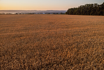 Rural agriculture wheat field scenery in warm morning sunlight