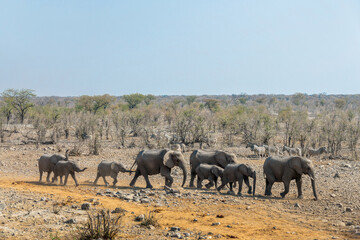 Herd of elephants in a row in Etosha National Park, wildlife safari and game drive in Namibia, Africa