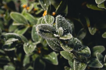 Frost-covered leaves in the morning light, a sign of the changing seasons.