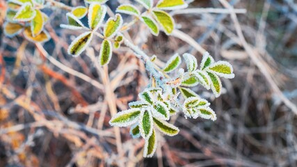 Frosty morning on vibrant green leaves