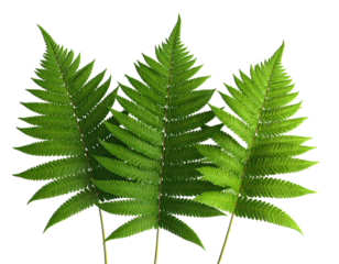 Close-up of three vibrant fern fronds against a black background