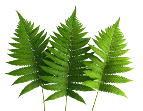Close-up of three vibrant fern fronds against a black background