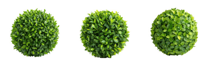 Round topiary bushes in classic geometric shapes create vibrant and lush garden aesthetic.,isolate on transparent background