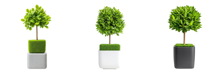 Obraz premium Minimalist topiary trees in modern pots, showcasing vibrant green foliage and clean lines, enhance any decor.,isolate on transparent background
