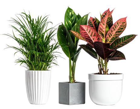 Three potted plants in varying styles