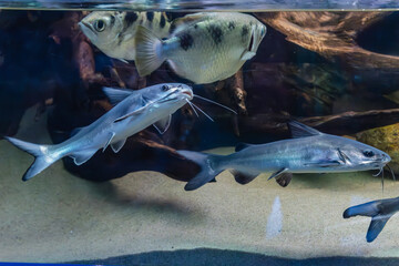 Genidens genidens, Guri sea catfish with other fish