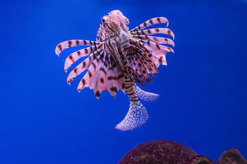 Pterois volitans or red lionfish