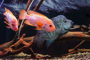 Amphilophus labiatus and Rocio octofasciata