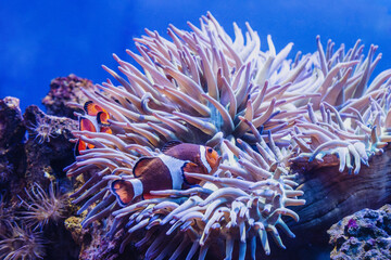 Heteractis magnifica and Clownfishes or Amphiprion ocellaris