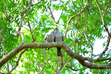 Pair of Green Imperial Pigeons (Ducula aenea) Perched in Lush Sri Lankan Jungle Canopy.