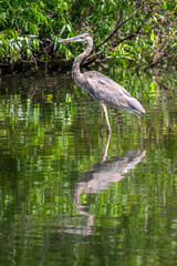 Heron in a swamp with water reflections, bird watching at Shark Valley in the Everglades National Park, Florida wildlife