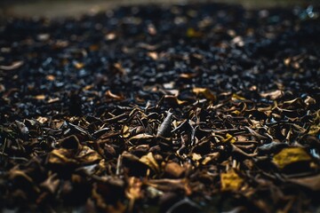Dark Autumn Leaves and Twigs on the Ground with Moody Natural Texture