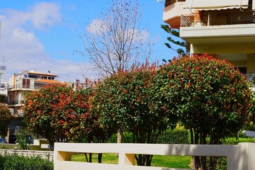 Photinia fraseri red robin trees with both red and green leaves in a garden in Athens, Greece