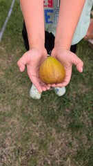 A Child Holding Various Fruits in Hands While Sitting on Soft Grass in an Open Field