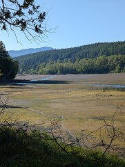 Inlet Mudflats at Low Tide Framed by Forest in Port Moody, BC. 