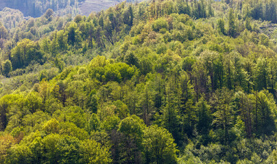 Fototapeta premium Forest with many trees and a hill in the background