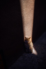 Ginger cat sitting in a narrow alley, illuminated by a beam of sunlight, creating a warm atmosphere with textured walls and cobblestone ground, showcasing feline serenity