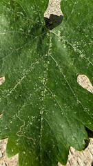 A Captivating CloseUp of a Vibrant Green Leaf Showcasing Its Intricate Natural Patterns