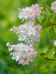 Fototapeta premium Three white flowers with pink centers