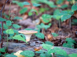 Dryad’s saddle mushroom (Polyporus squamosus) growing on dead wood in forest. Edible when young, found in woodland habitats during spring and autumn.