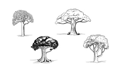 Set of Sketch of an acacia tree. Hand drawn illustration converted to vector