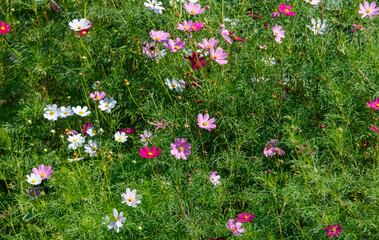 A field of flowers with pink and white flowers