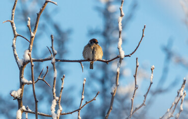 A bird is sitting on a branch covered in snow