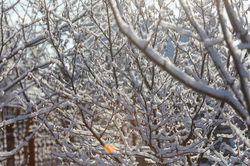 A tree covered in snow with a yellow object on it