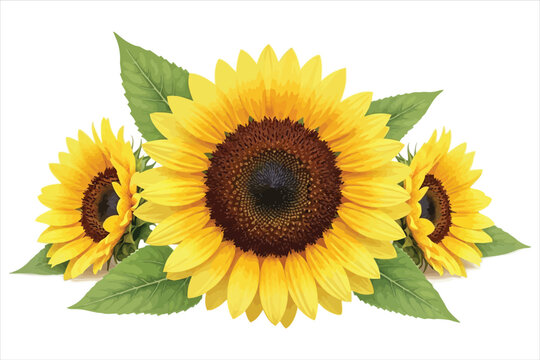 Vector art of three vibrant sunflowers with lush green leaves, showcasing the beauty of nature and the warmth of summer, perfect for adding a touch of sunshine to any design