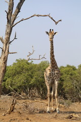 Giraffe standing tall in the bushveld of Kruger National Park, South Africa.