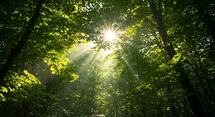 Fototapeta premium Sunlight streams through lush green forest canopy creating a tranquil atmosphere