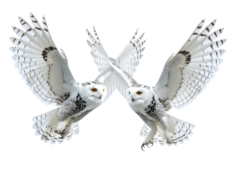 Two snowy owls in flight, wings outstretched, symmetrical pose
