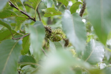 Naklejka premium 秋、クヌギが立派などんぐりを実らせました。