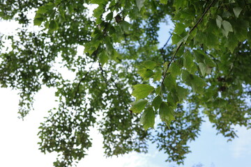 Fototapeta premium 朝日を浴びて輝くトウカエデの葉。柔らかな光に透けた葉脈が浮かび上がり、一日の始まりを彩っています。