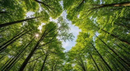 Obraz premium Sunlit Canopy: A Verdant Vista Through Towering Forest Trees