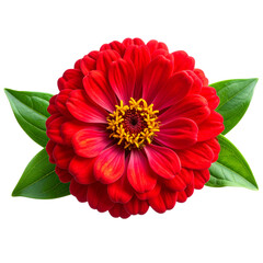 A vibrant, glossy red zinnia flower with lush green leaves stands out isolated on a transparent background.