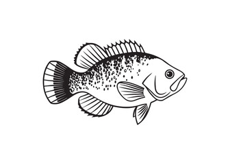 Freshwater bass fish vector silhouette, black aquatic animal design.