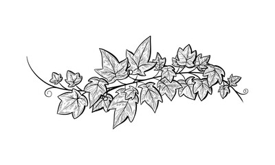 Ivy branch. Vector line sketch hand drawn