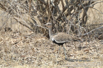 Black-bellied Bustard in dry grassland, photographed in Kruger National Park, South Africa.