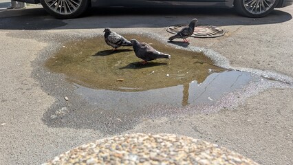 A flock of pigeons enjoying a refreshing puddle in an urban environment on a sunny day
