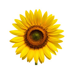 Fototapeta premium Sunflower flower with transparent background