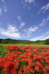 葛城古道　田の畔に群生する彼岸花と青空