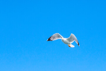 White seagull flying in the clean blue sky