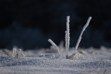FROSTY WINETR - White hoarfrost on the plants and snow on the wild meadow
