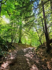 ​Sun dappled forest path winding uphill, flanked by lush green trees in summer. Perfect as a rustic background for nature or travel content. Good negative space/copy space at the top and center path.